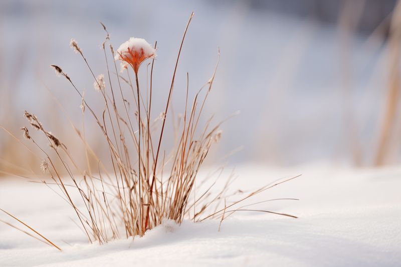 Plakat 45x30cm Zima w Detalach zdjęcie 1