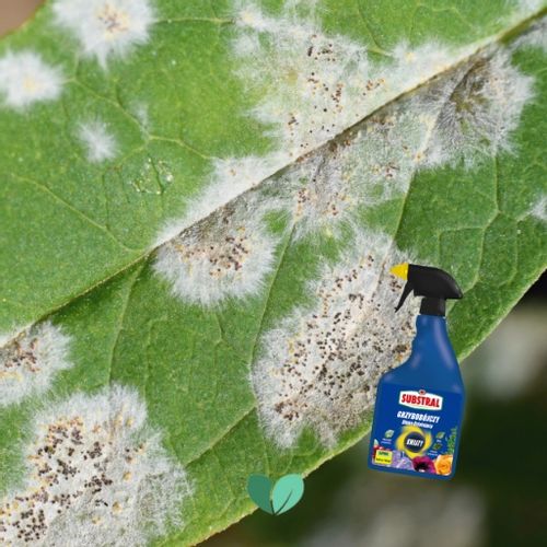 SAPROL GRZYBOBÓJCZY środek KWIATY: ZWALCZA CHRONI na Arena.pl