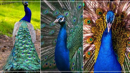 Zdrowa i Smaczna Karma dla Pawi 20kg na Arena.pl