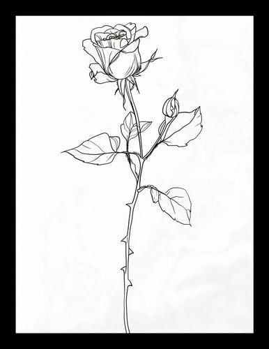 Plakat 15x20cm Kontur Róży na Arena.pl