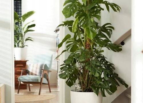 Podpora Palik Kokosowy 100cm (1M) Tyczka do Monstery Kwiatów Roślin na Arena.pl