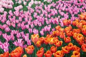 FOTOTAPETA KWIATY POLANA KWIATÓW TULIPANY