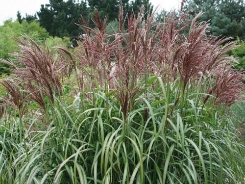 Miskant chiński MALEPARTUS Wysoki do 2m Duże sadzonki w doniczkach 3L na Arena.pl