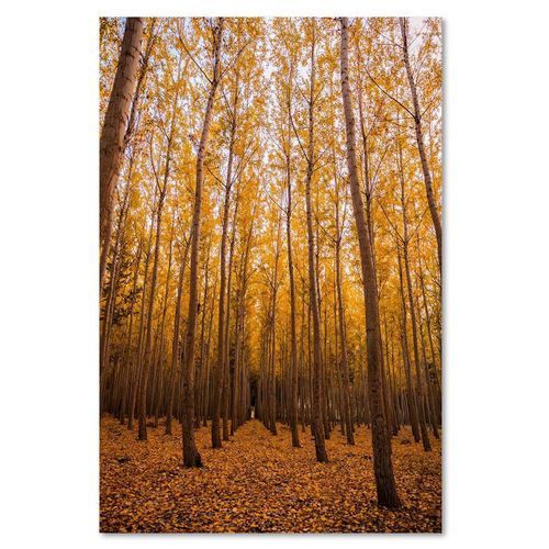 Deco Panel, Jesienny las 40x60 na Arena.pl