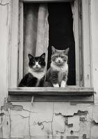 Plakat 21x29,7cm Para w Oknie