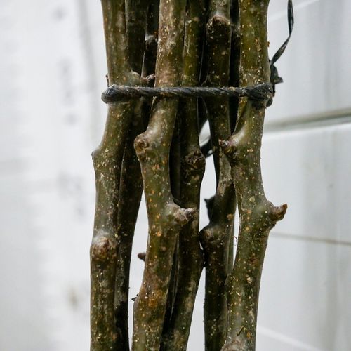 SADZONKI DRZEWKA OWOCOWE GRUSZA KONFERENCJA SŁODKIE PYSZNE OWOCE na Arena.pl