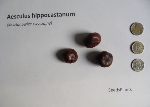 KASZTANOWIEC ZWYCZAJNY Aesculus hippocastanum - NASIONA 8 sztuk - 100g. na Arena.pl