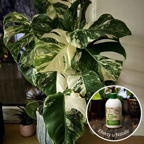 Spraw, by szybciej rosły 500 ml | Plant lover| stymulator wzrostu do roślin na Arena.pl