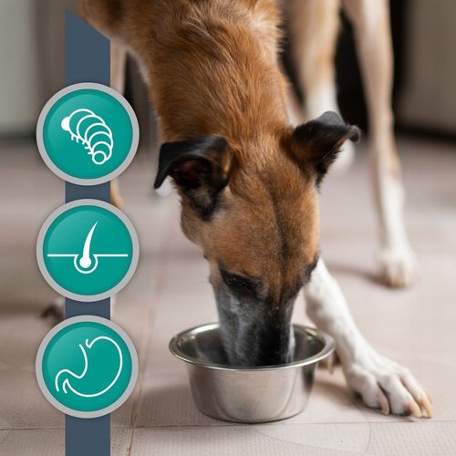 ZESTAW VET EXPERT HYPOALLERGENIC - mokra karma weterynaryjna dla psa 6x400g na Arena.pl