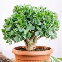 Crassula Arborescens Undilatifolia NIESAMOWITE KWITNIENIE Grubosz -Sukulent