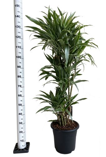 DRACENA WARNECKI 150 cm na Arena.pl