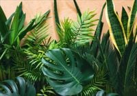 FOTOTAPETA tropikalne liście monstera 300x210