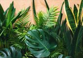 FOTOTAPETA tropikalne liście monstera 300x210