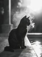 Plakat 75x100cm Kocia Przerwa