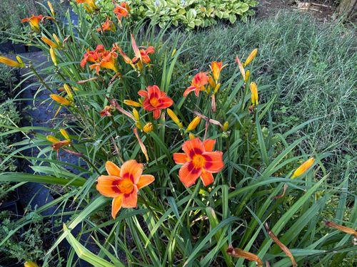 Liliowiec 'Rocket City' Pomarańczowy Czerwony (Hemerocallis) Doniczka 2.0L na Arena.pl