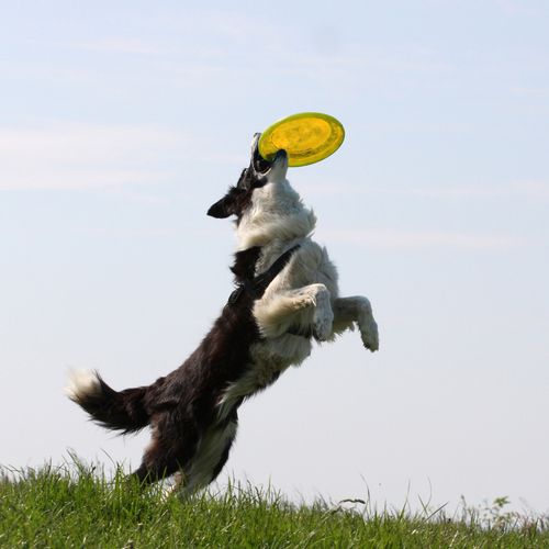 Dysk Do Frisbee Ultimate Latający Do Rzucania Df-04 Żółty na Arena.pl