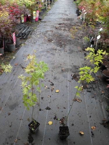 Klon palmowy Orange Dream 40-60cm P9 na Arena.pl