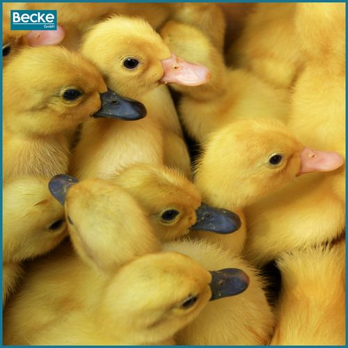 Inkubator wylęgarka klujnik automatyczny do wylęgu drobiu hodowla 48 jajek na Arena.pl