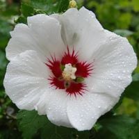 HIBISKUS biały  z czerwonym środkiem - sadzonki 20 / 30 cm