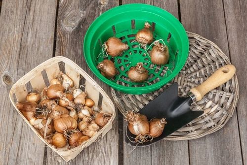 KOSZYK OSLONKA NA CEBULE cebulki do sadz 20c 10szt na Arena.pl