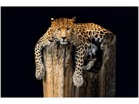 OBRAZ DZIKI KOT LAMPART