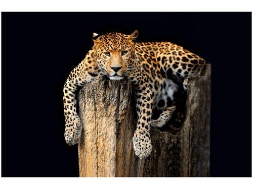 OBRAZ DZIKI KOT LAMPART na Arena.pl