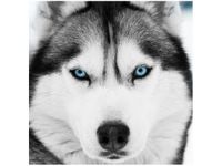 50X50CM HUSKY SYBERYJSKI OBRAZ