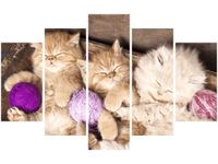 70 100CM OBRAZ 5 ELEM ŚPIĄCE KOTY MISCE DRUK PŁÓTNO