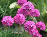 ZAWCIĄG NADMORSKI Splendens - sadzonki w don. !!!