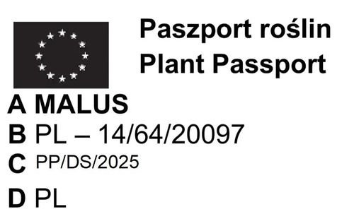 JABŁOŃ RAJSKA OZDOBNA SZCZEPIONA DOOLGO - sadzonki 120 / 140 cm na Arena.pl