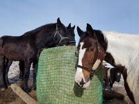 Siatka dla koni na siano BALOT 120 x 130 cm (oko 4,5 cm/ 4 mm)