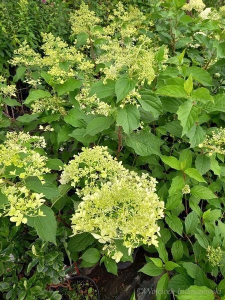 Hortensja Mega Pearl sadzonka bukiet rabata zdjęcie 4