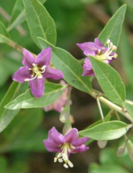 JAGODA GOJI NEW BIG Kolcowój - sadzonki w doniczkach zdjęcie 2