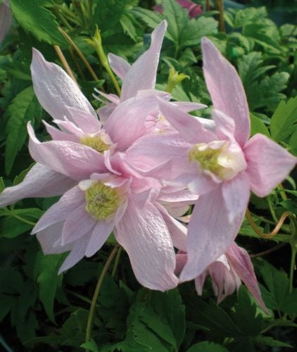 Clematis botaniczny MARKHAM'S PINK POWOJNIK najobficiej kwitnie 1L na Arena.pl