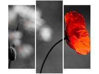 90 80CM OBRAZ T3 ELEM SAMOTNY MAK JENNY DOWNING DRUK ŚCIENNY