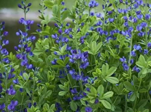 Baptysja Błękitna Bylina DŁUGOWIECZNA Mrozoodporna -35 Stopni Sadzonka na Arena.pl