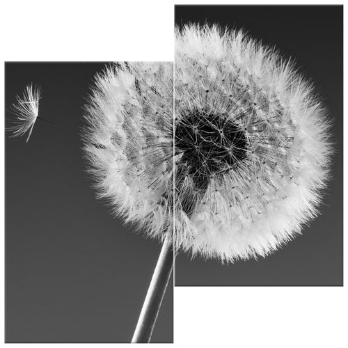 Obraz Płótno 60X60 Dmuchawiec - Gemma Stiles na Arena.pl