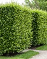 Grab Pospolity sadzonki 100-150 cm SZKÓŁKOWANY rozkrzewiony na żywopłot