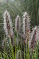 Rozplenica japońska National Arboretum Pennisetum trawa