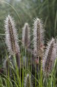 Rozplenica japońska National Arboretum Pennisetum trawa