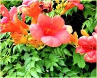 MILIN AMERYKAŃSKI różowy odporny na mróz - sadzonki 15 / 30 cm