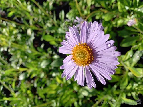 Aster tongolski sadzonka miododajna zdjęcie 3