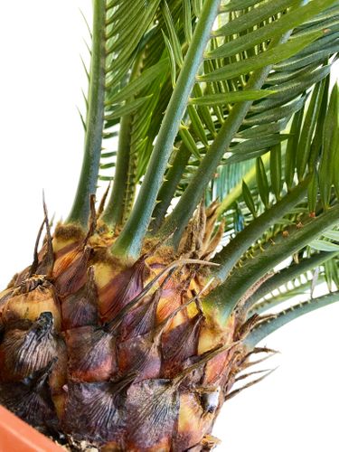 CYKAS doniczkowy (CYCAS) 70cm na Arena.pl