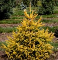 Świerk sitkajski Aurea piękna żółto-igielna odmian