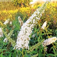 Budleja Dawida 'White Profusion' (Buddleja) w P11, wysokość 40-60 cm