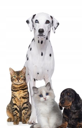 Usuwanie nieprzyjemnych zapachów pochodzenia zwierzęcego na Arena.pl