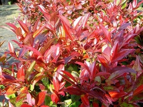 Kiścień SCARLETTA ZEBLID Do cienia Zimozielony Czerwony Duże sadzonki C3 na Arena.pl