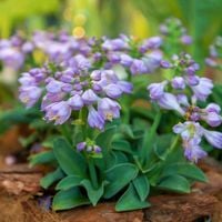 Funkia Hosta 'Blue Mouse Ears' W DONICZCE 2L, NIEBIESKIE LIŚCIE Miniaturka