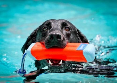 Chuckit! Amphibious Bumper Medium [18300] na Arena.pl