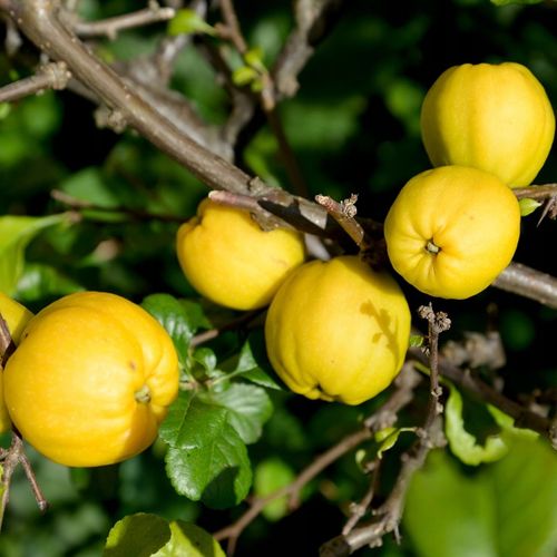 Pigwowiec PINK LADY Różowy Sadzonki w doniczkach Owoce pełne witamin na Arena.pl